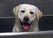 Happy yellow lab getting a bath.