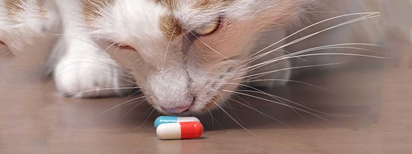 A cat is sniffing medications on the counter. Learn the best way to get your pet meds online.